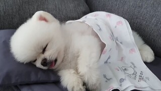 Apa yang terjadi jika anjing kecil yang suka khawatir mendengar suara ambulans saat tertidur?