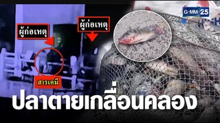 มือดีโรยสารพิษลงน้ำ ทำปลาตายเกลื่อนคลอง | เกาะข่าวเที่ยง | GMM25