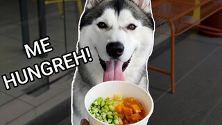 Husky Eats Poké Bowl l ASMR Feast Friday Ep #4