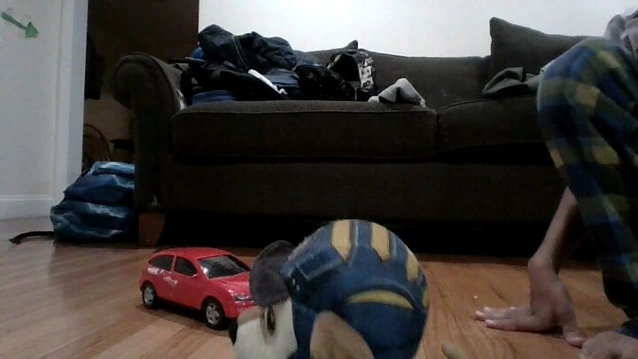 car crash vs dog with sword
