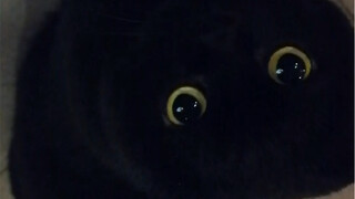 It turns out that not all black cats are the same as Chitose!