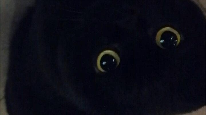 原来并不是所有的黑猫都和千岁岁一样！