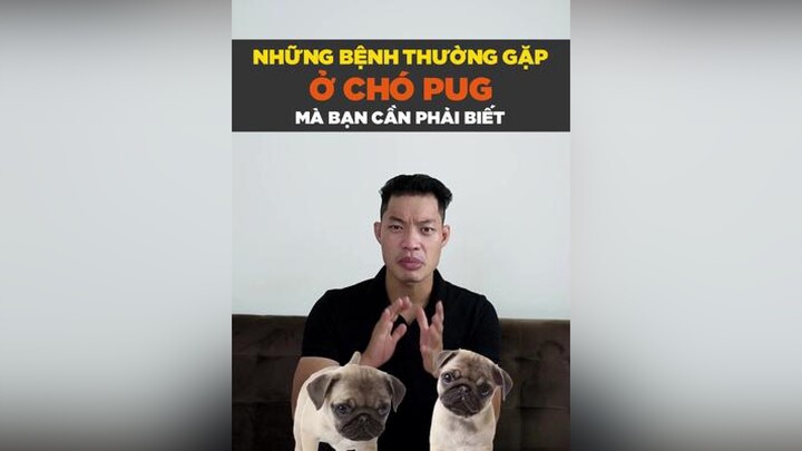 Những bệnh thường gặp ở chó Pug petonesaigon petnhatrang tuitienpet dcgr