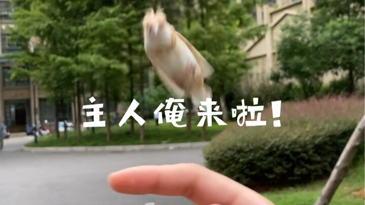 I got tangled up by a weird little bird.