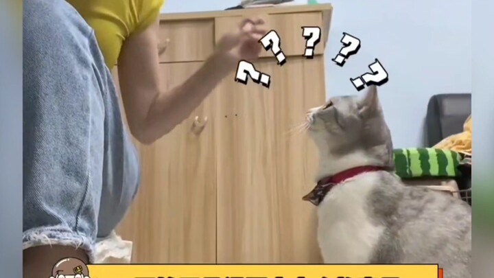 แมว: ทำไมคนตัวเล็กที่ฉันเลี้ยงไว้ถึงเงียบไม่มีเสียงล่ะ?