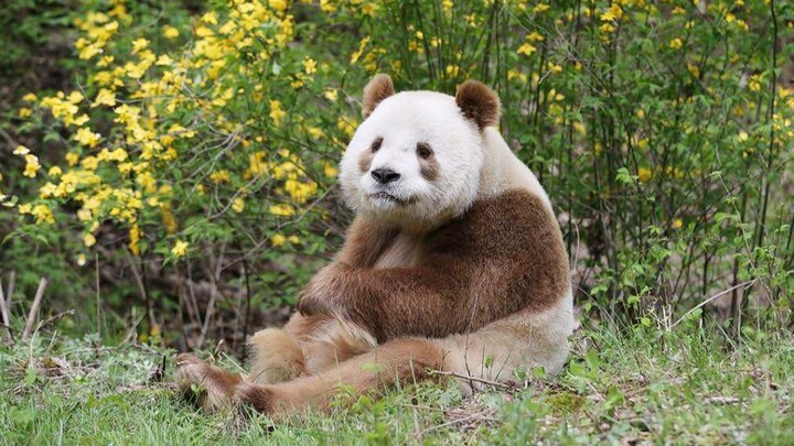 《大熊猫故事》为啥它不是黑白的？带你看唯一一只圈养棕色大熊猫！