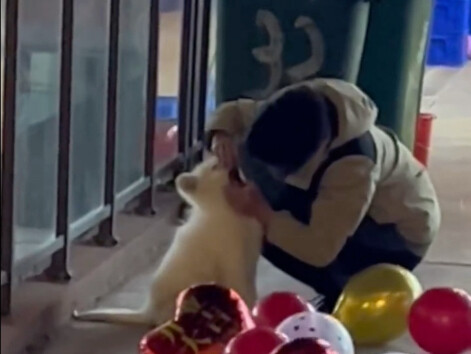 เมื่อเจ้าของพบว่าลูกสุนัขกำลังเคี้ยวอะไรบางอย่างที่ไม่แน่ชัด…