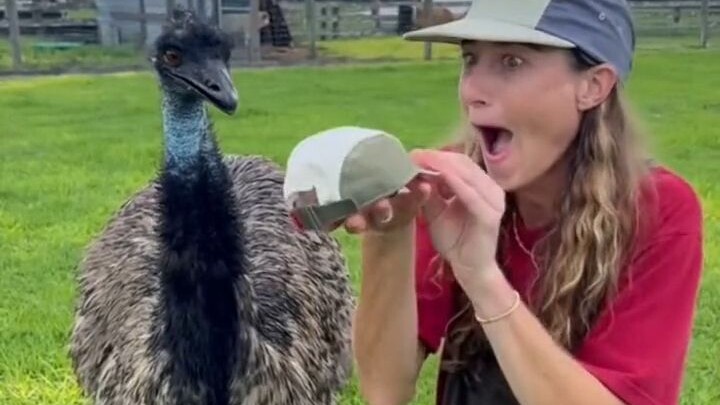The owner films videos, but the emu keeps causing trouble—only after a lot of tricks could they fina