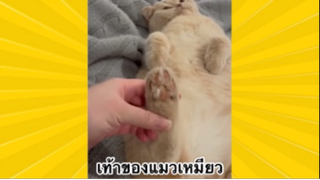 สัตว์เลี้ยงเพื่อนขนปุย : เท้าของแมวเหมียว
