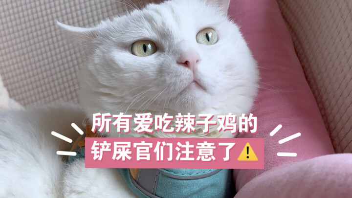 以后不能在家炒辣子鸡了 科学养猫知识点再加一😭😭😭 #弱小可怜又无助 #辣死我了 #养猫人
