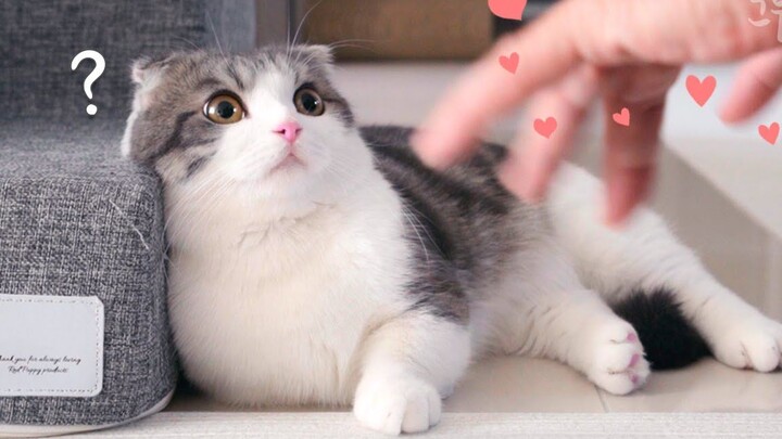 Strangers who don’t like cats, after seeing the little kitten... (>^ω^<)