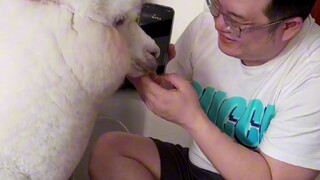 When an Alpaca encounters a scam call