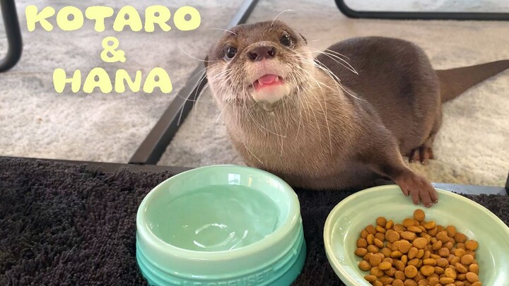 [Otter] I’ve got a unique eating trick—eat one, pop another! [Kotaro and Hana]