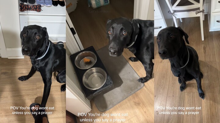 The dog’s just having a little snack—no need to pray! Amen!