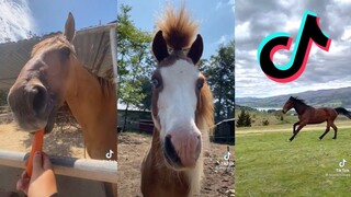 TikToks That Gallop Into The Sunset - Horse Side of TikTok