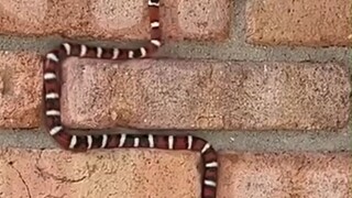 The real-life version of Snake, you will definitely be scared if you see it in real life
