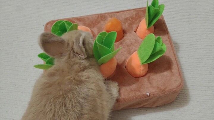 Secretly Hide a Real Carrot