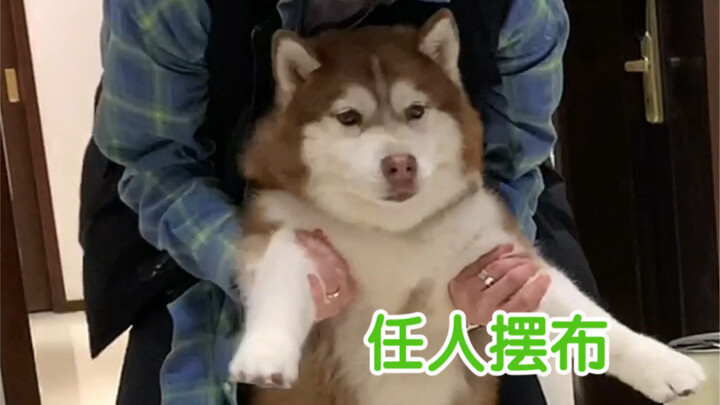 ประเภทของคนที่มาบ้านฉันเพื่อแกล้งหมา...บางครั้งความสุขและความทุกข์ของมนุษย์ก็สามารถเข้าใจกันได้...