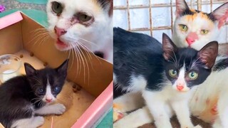 Mama cat wouldn't leave her Babies behind - Rescue of Homeless Mother Cat and her Kittens