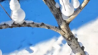 تحملت رياح الشتاء الباردة طوال فترة ما بعد الظهر لتجديد شجرة صغيرة ميتة #جنوبيون في الشمال