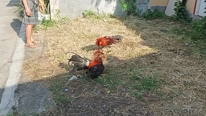 early bird 5k sweater