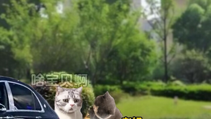 แค่แม่แฮปปี้ก็พอแล้ว! #ละครสั้นมีมแมว#ถอดแบบความจริง#ความผูกพันในครอบครัว#ตลกฮาเฮ