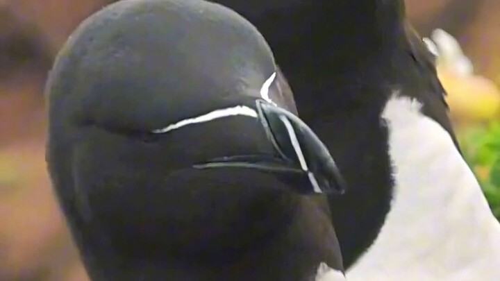 No wonder there are so few bird photos showing their faces—this frontal view is just too imposing!