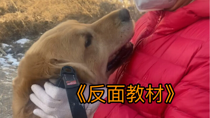 Sure enough, it’s a Golden Retriever!