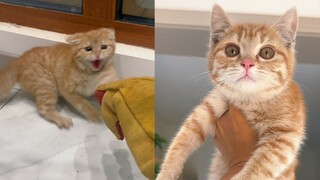 Watch me tame a cat in just 4 days!