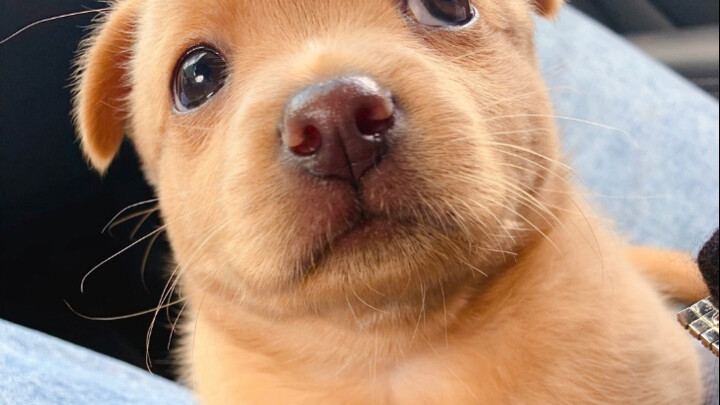 Let’s keep the puppy we found for now.