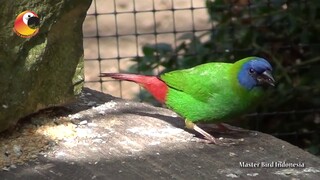 HAMA yang MEMPESONA!! Bondol Hijau Muka Biru