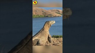 ZILLA ADALAH KOMODO ?! 😱😱