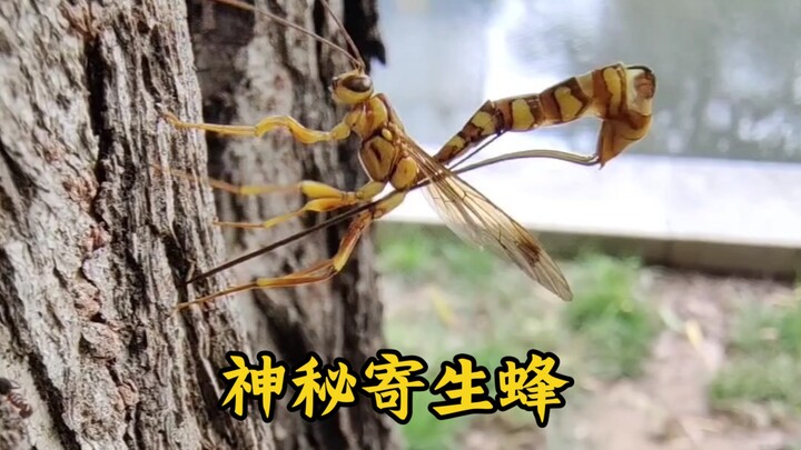 【ตัวต่อหางม้า】กระบวนการวางไข่สุดอัศจรรย์ของตัวต่อปรสิตทั้งหมด