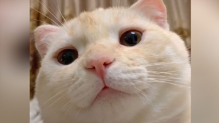 “Your mood’ll get better after watching this!”