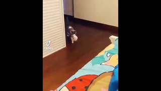 แมวทำลูกร่วง