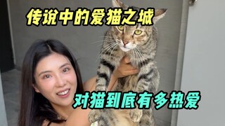 土耳其就是个巨型猫咖,我也就吸了几十只吧