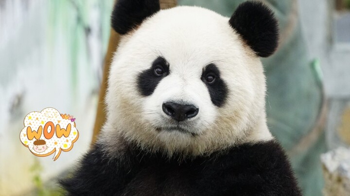 【Jen Nggak Senang】Si Bayi Gendut yang Kerja di Phoenix, Kakeknya Tinggi Banget~ Wajahnya Alami Murun