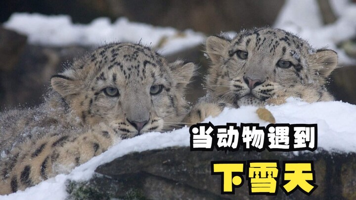 当动物们遇到下雪天