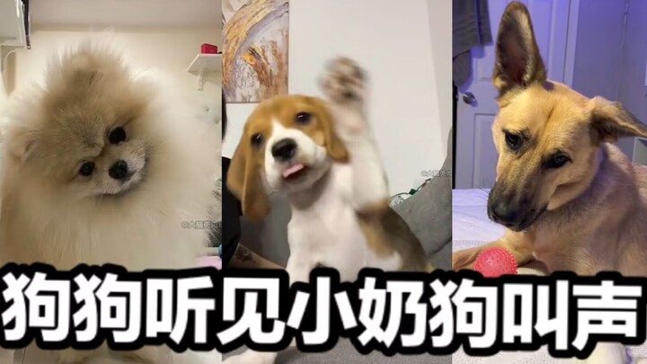 Katanya kalau putar suara anak anjing buat siemong, bakal dapet efek “miring kepala imut” yang bikin