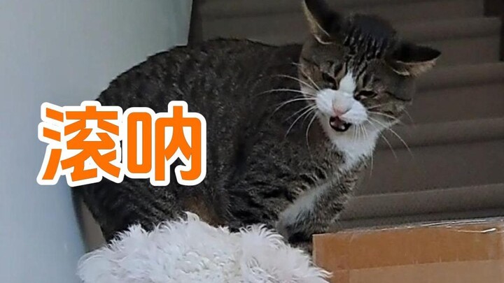 Khi một chú mèo ghét chó, hiểu chó, rồi trở thành chó
