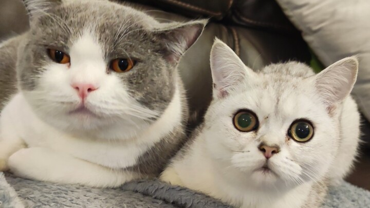 Bukan aku yang mau beli tusuk konde, tapi kucing di rumahku yang ulang tahun kok!