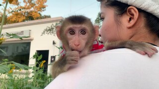 Baby Monkey Mano Scare Sun Flower When Mom Want To Show Him, Mano Hug Mom Visit The Garden