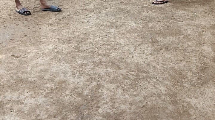 Nakachamba 3year old (hatch gray)