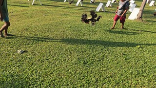 Joe Goode Grey x SBR🩷🐓