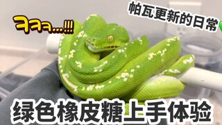 Rắn cưng｜Trăn cây xanh cầm lên là như kẹo dẻo! Video thư giãn một kỳ vừa nghe nhạc vừa vuốt rắn