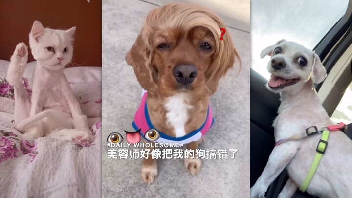 The beautician seems to have mistaken my dog