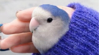 My Hand Warmer Heating Pack