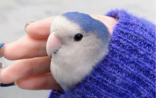 حزمة التدفئة لجهاز تدفئة اليدين الخاص بي