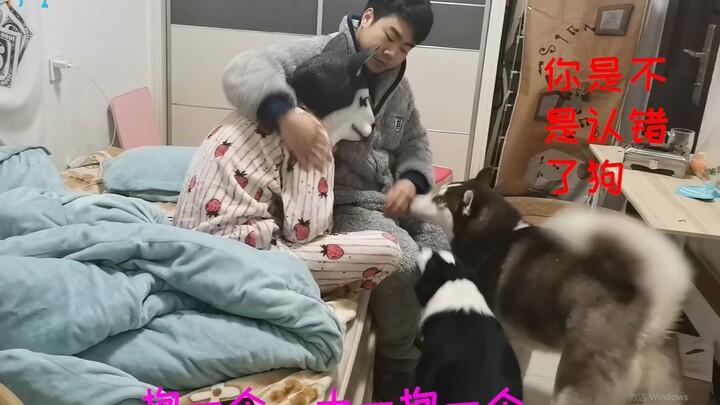 Apa yang akan dilakukan anjing Husky kalau berpura-pura tidak mengenal tuannya sendiri?