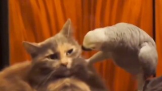 【Animal dubbing】Come, call daddy